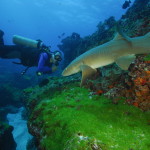 diving tour